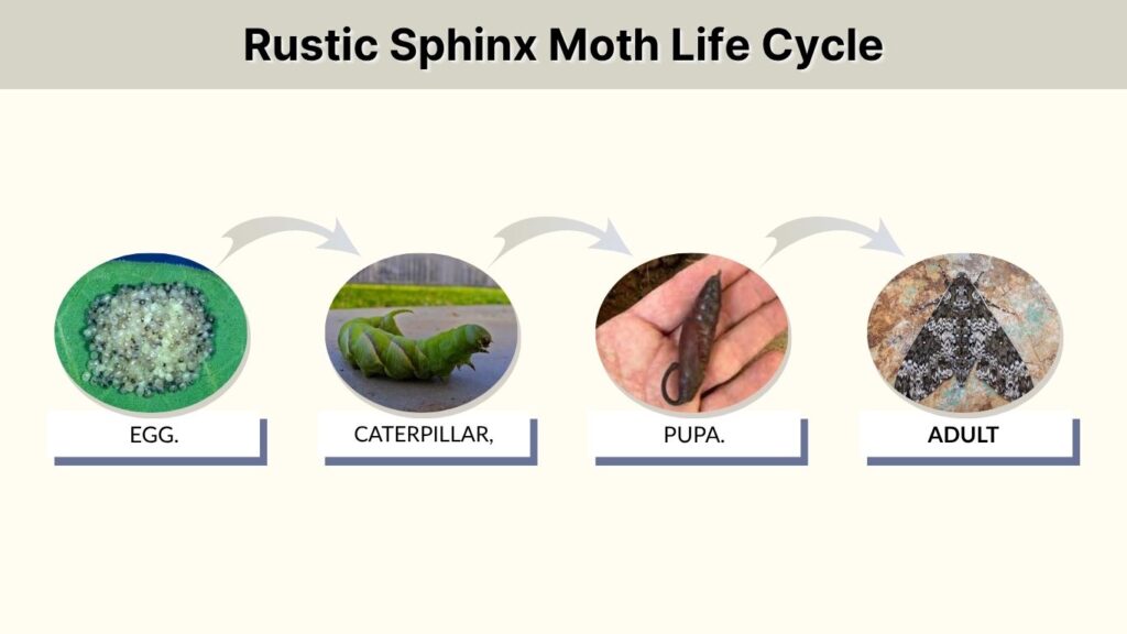 Rustic Sphinx Moth Life Cycle