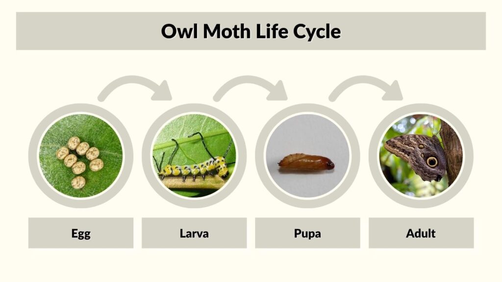 Owl Moth Life Cycle