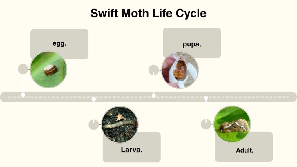 Swift Moth Life Cycle