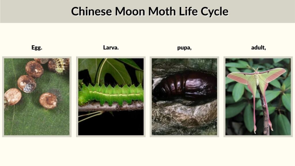 Chinese Moon Moth Life Cycle