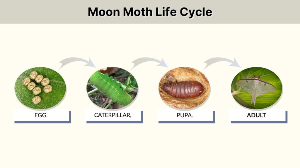 Moon Moth Life Cycle
