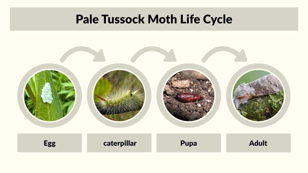 Pale Tussock Moth Life Cycle