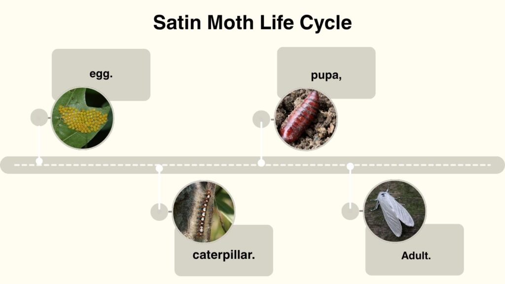 Satin Moth Life Cycle