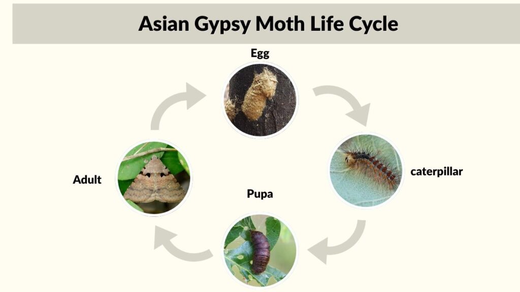 Asian Gypsy Moth Life Cycle