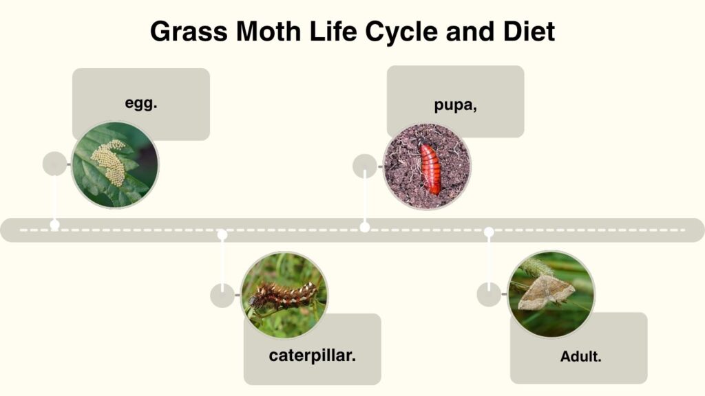 Grass Moth Life Cycle and Diet