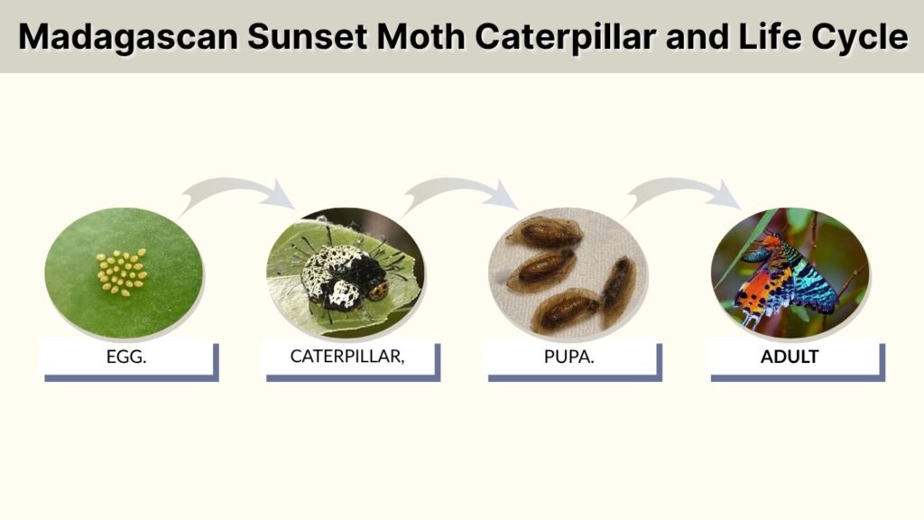 Madagascan Sunset Moth Caterpillar and Life Cycle
