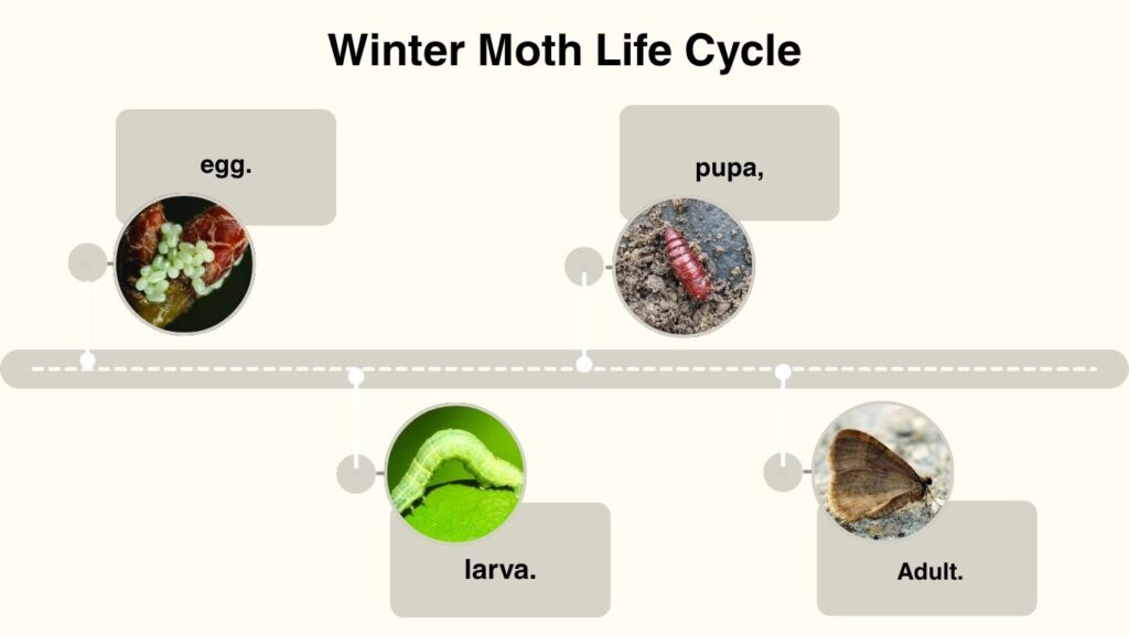 Winter Moth Life Cycle