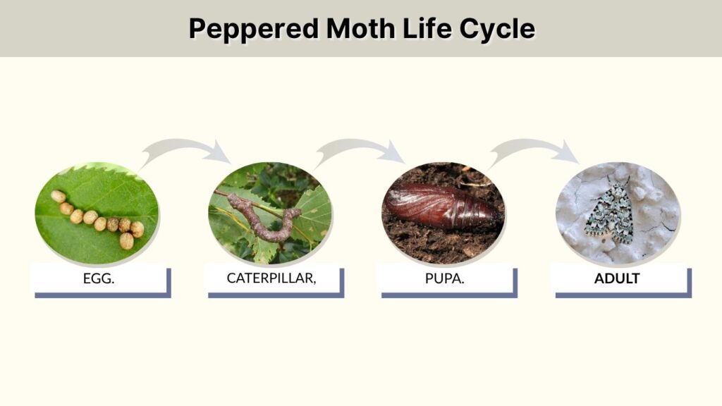 Peppered Moth Life Cycle