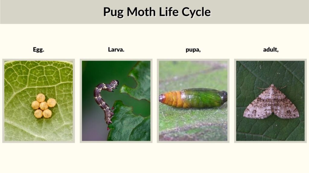 Pug Moth Life Cycle