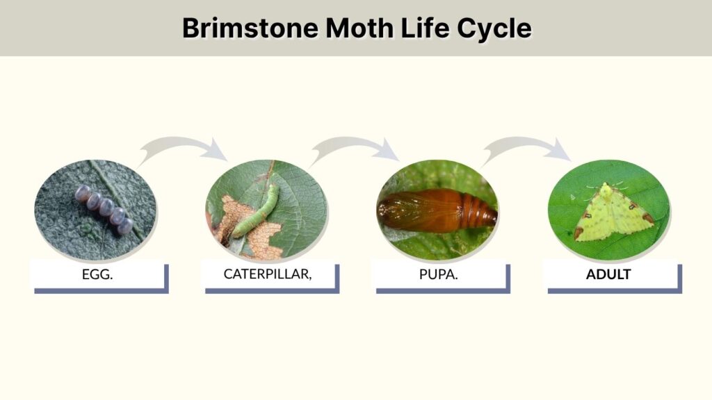 Brimstone Moth Life Cycle