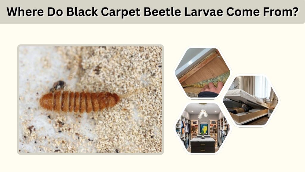 Where Do Black Carpet Beetle Larvae Come From?