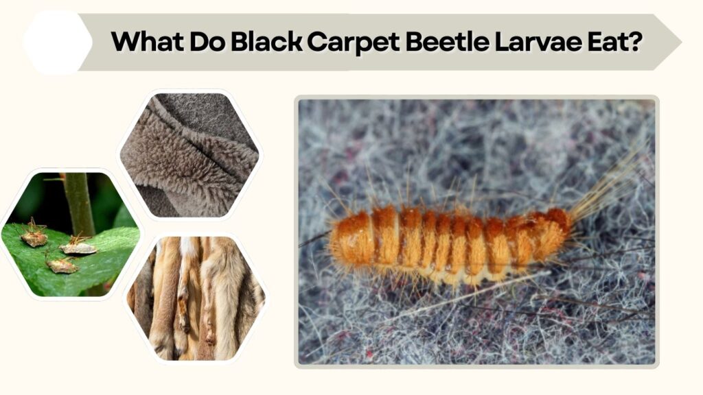 What Do Black Carpet Beetle Larvae Eat?