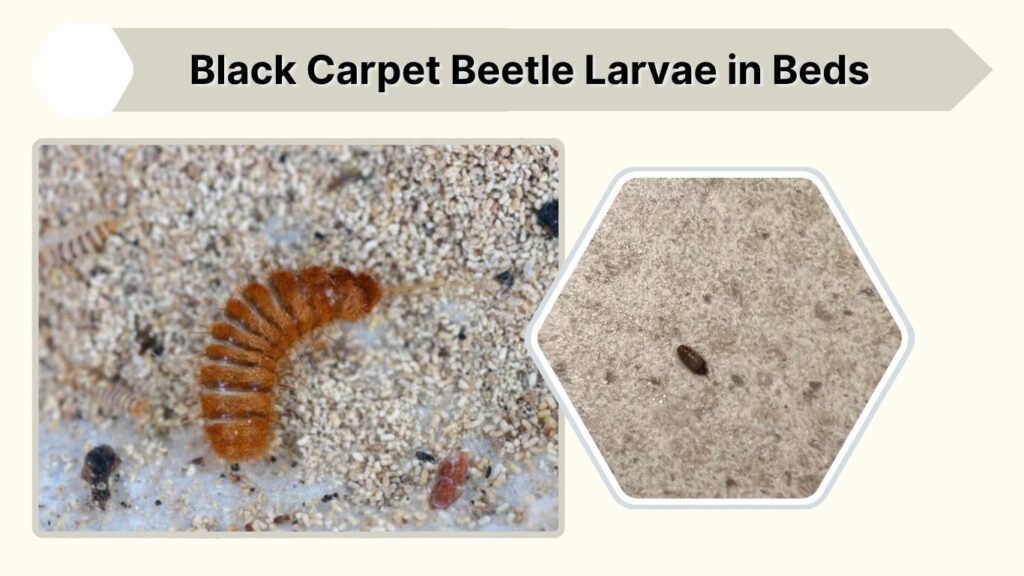 Black Carpet Beetle Larvae in Beds