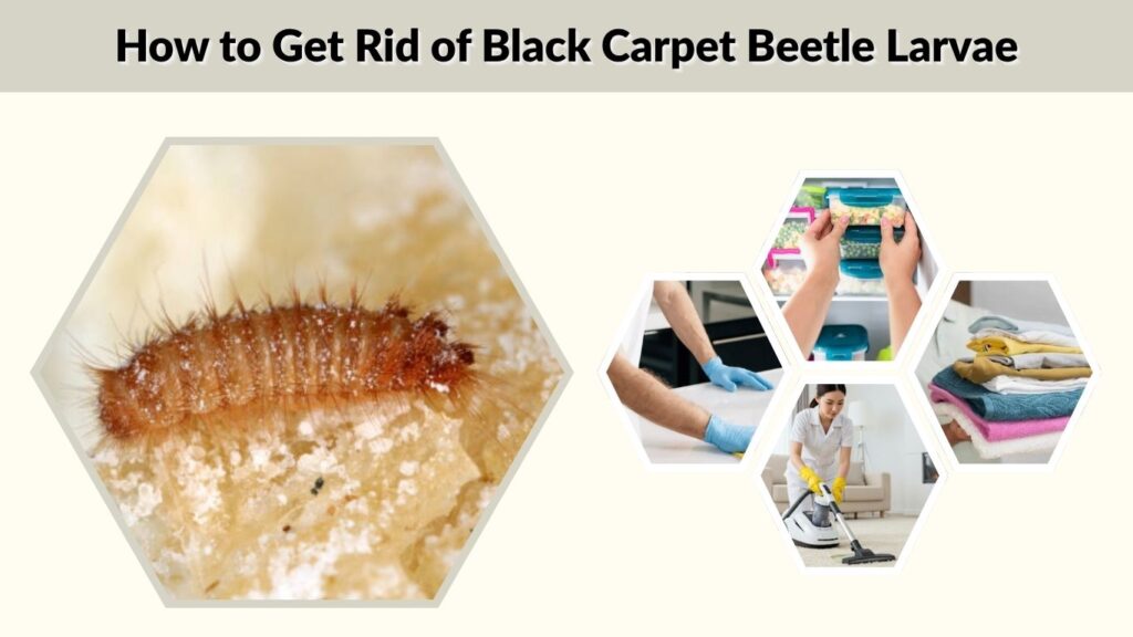 How to Get Rid of Black Carpet Beetle Larvae