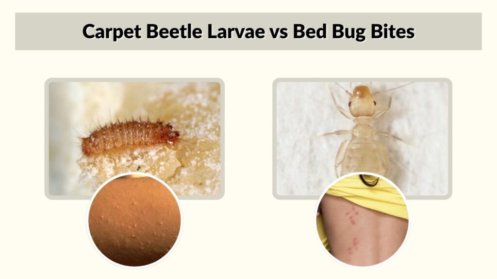 Carpet Beetle Larvae vs Bed Bug Bites