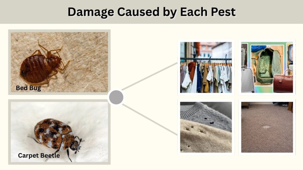 Damage Caused by Each Pest
