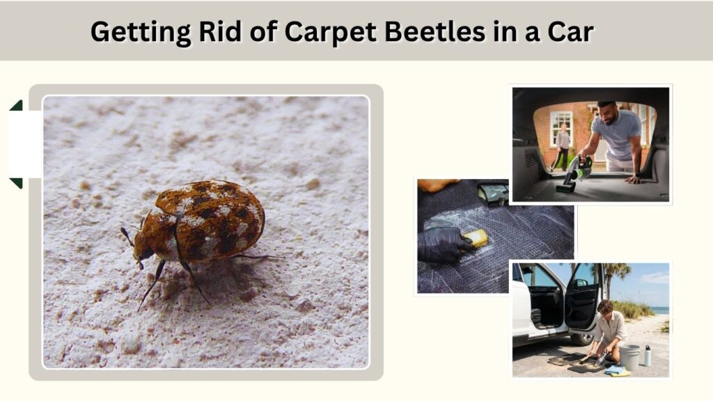 Getting Rid of Carpet Beetles in a Car