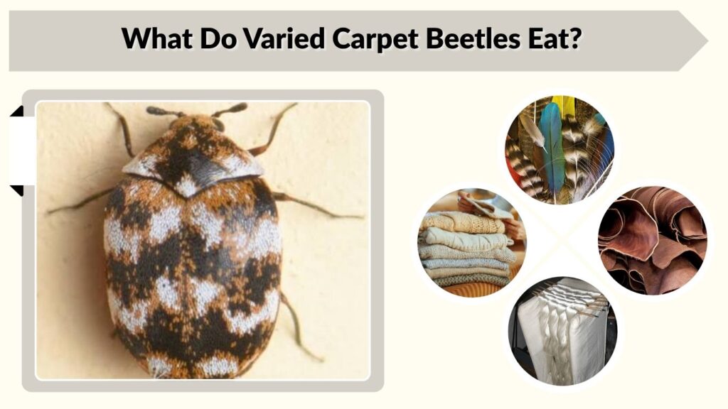 What Do Varied Carpet Beetles Eat?