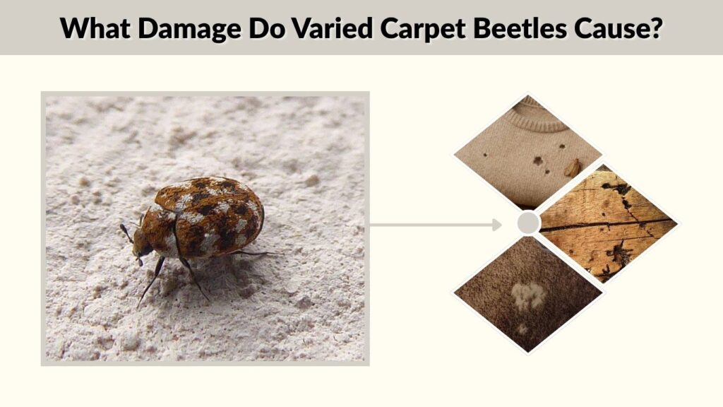 What Damage Do Varied Carpet Beetles Cause?