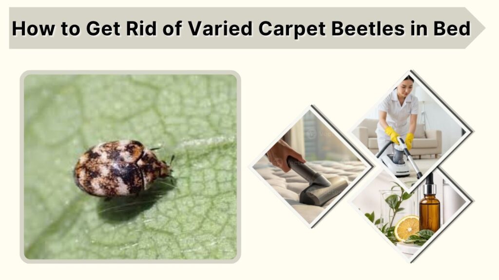 How to Get Rid of Varied Carpet Beetles in Bed