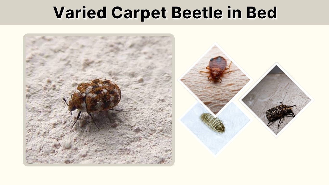Varied Carpet Beetle in Bed: Identification and Removal