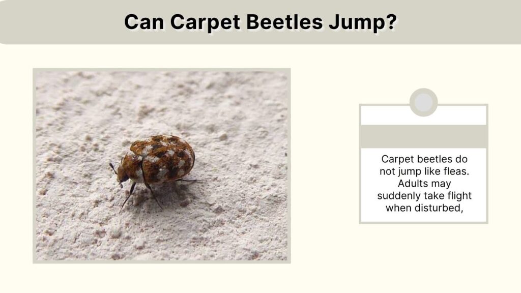 Can Carpet Beetles Jump?