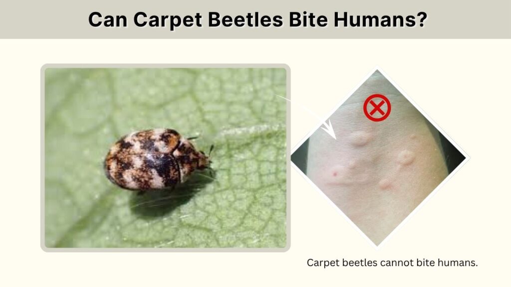 Can Carpet Beetles Bite Humans?