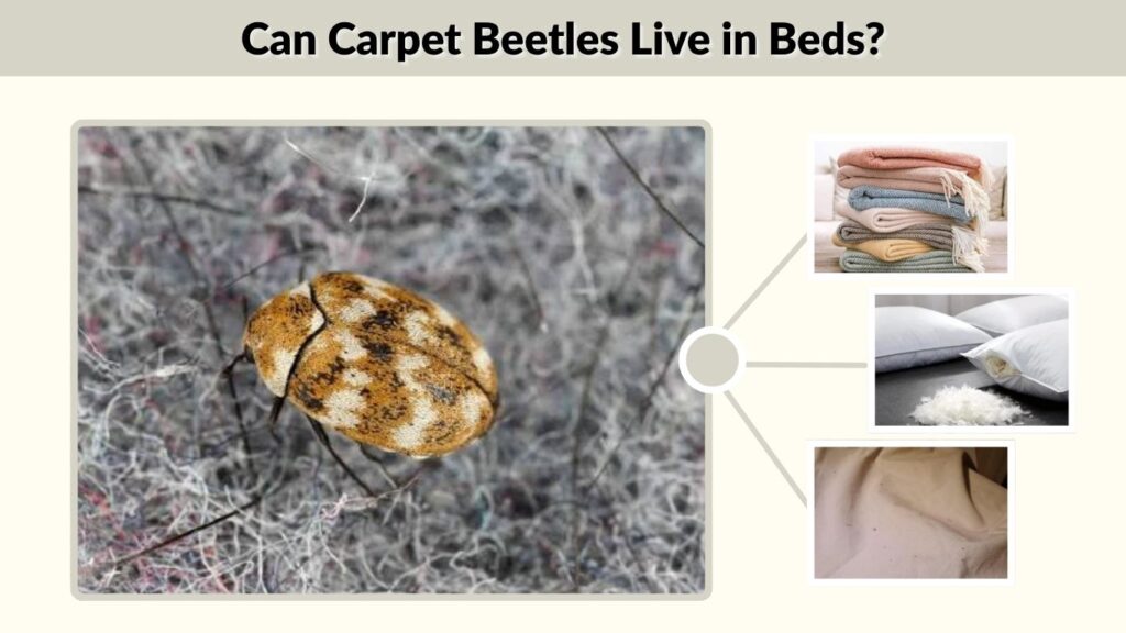 Can Carpet Beetles Live in Beds?