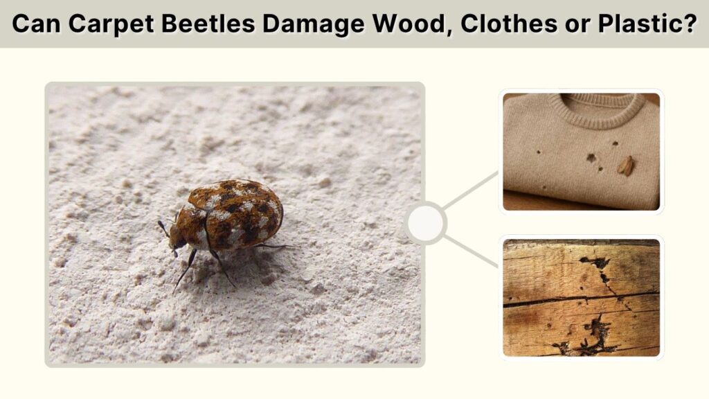 Can Carpet Beetles Damage Wood, Clothes or Plastic?