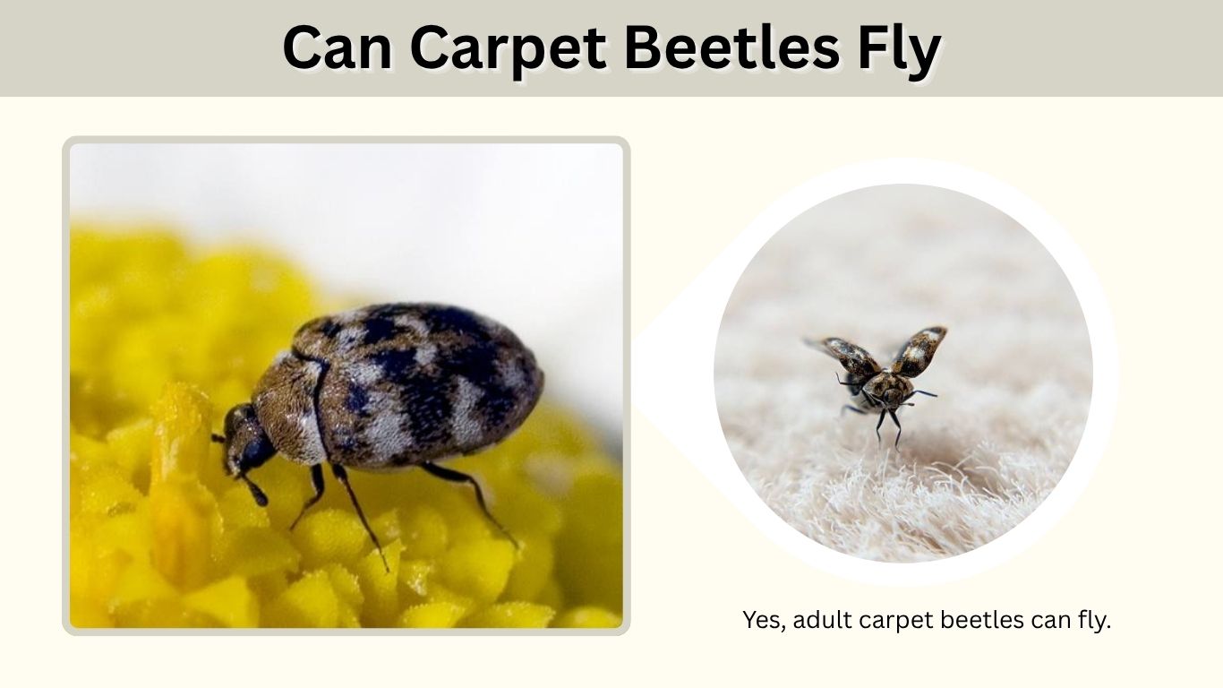 Can Carpet Beetles Fly? Bites, Beds, Hair and Other Facts