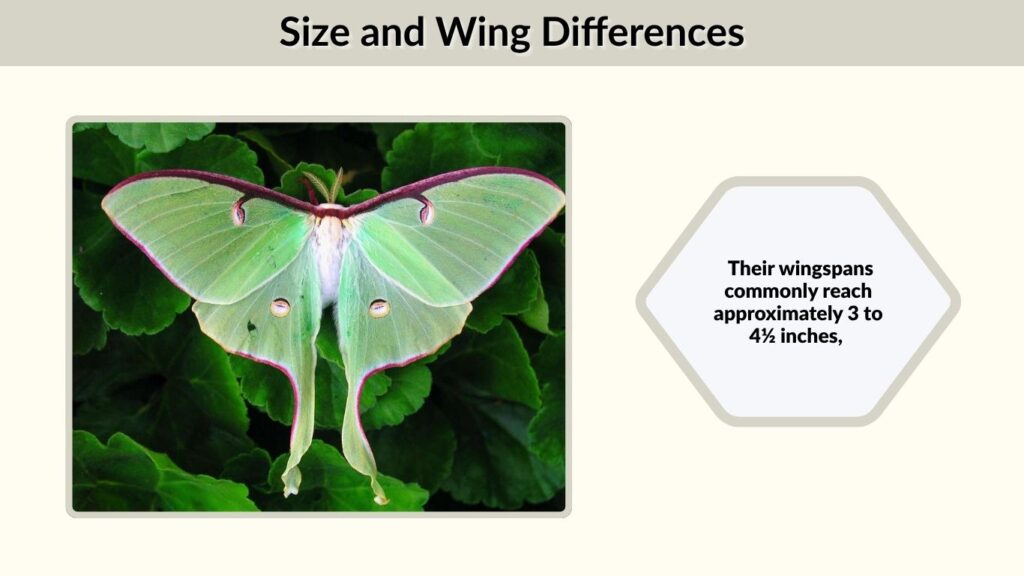 Size and Wing Differences