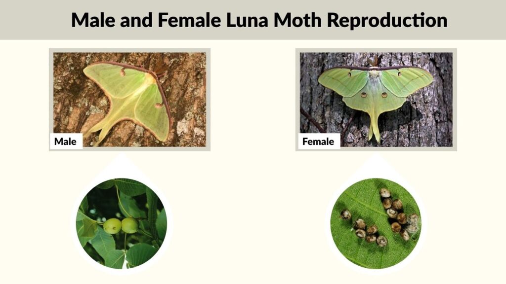 Male and Female Luna Moth Reproduction