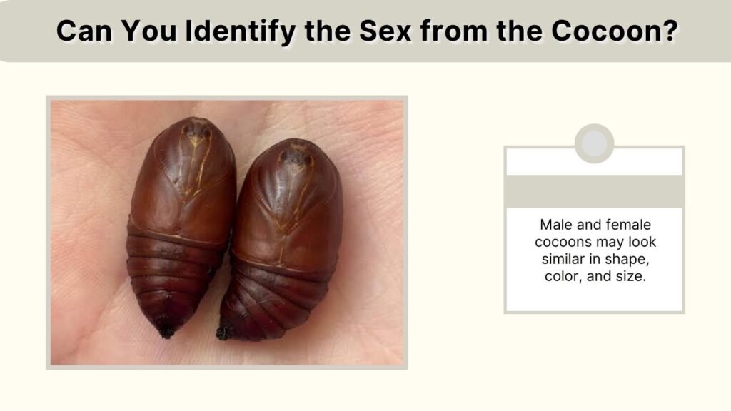 Can You Identify the Sex from the Cocoon?
