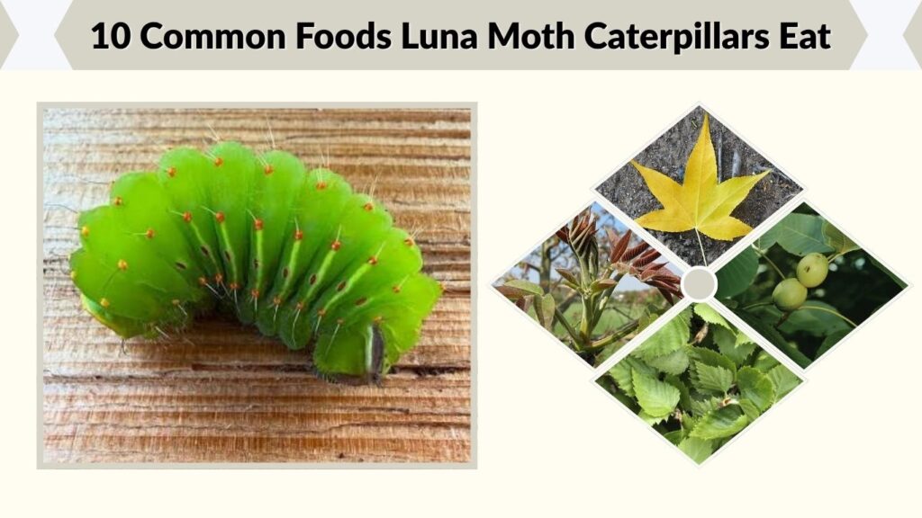 10 Common Foods Luna Moth Caterpillars Eat