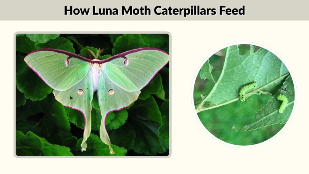 How Luna Moth Caterpillars Feed