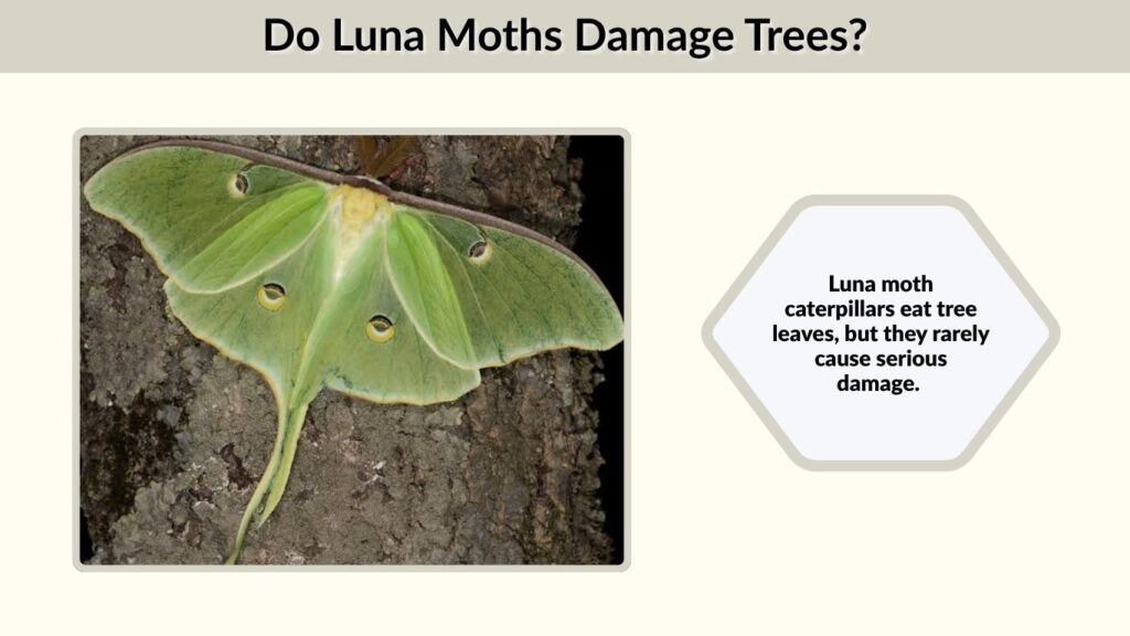 Do Luna Moths Damage Trees?