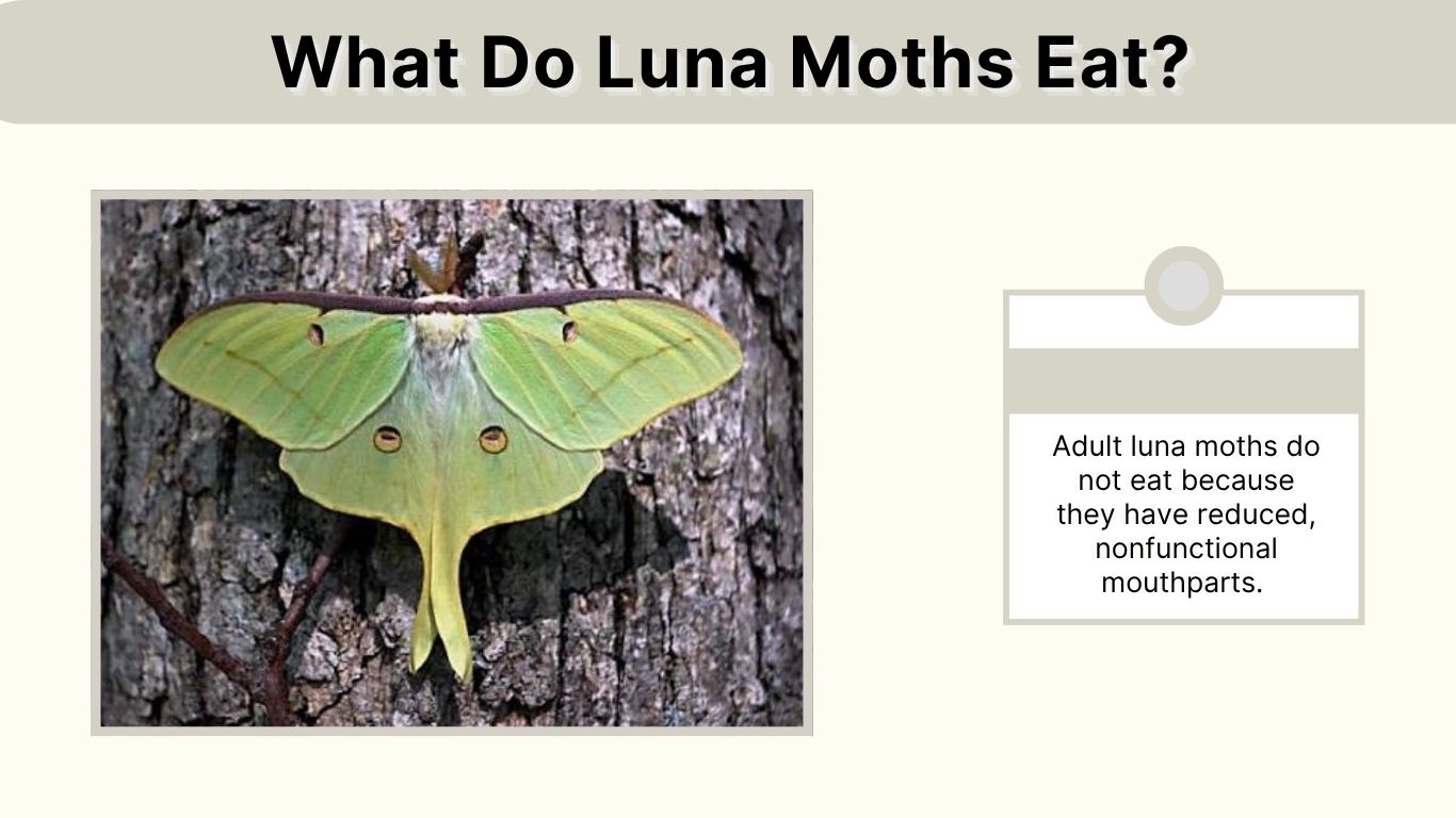What Do Luna Moths Eat? 10 Common Food Plants