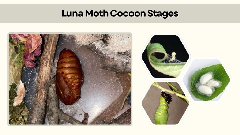 Luna Moth Cocoon Stages