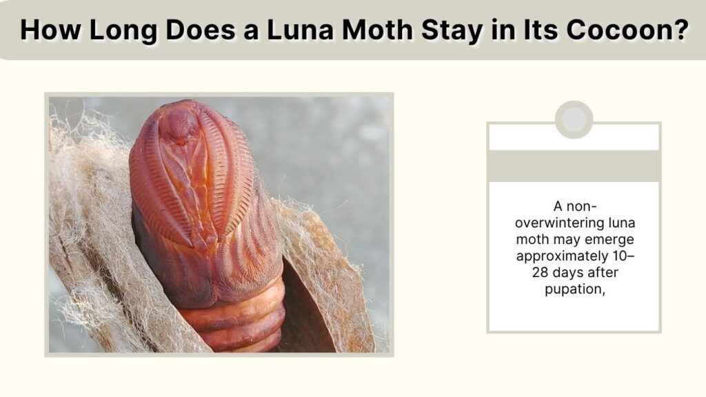 How Long Does a Luna Moth Stay in Its Cocoon?