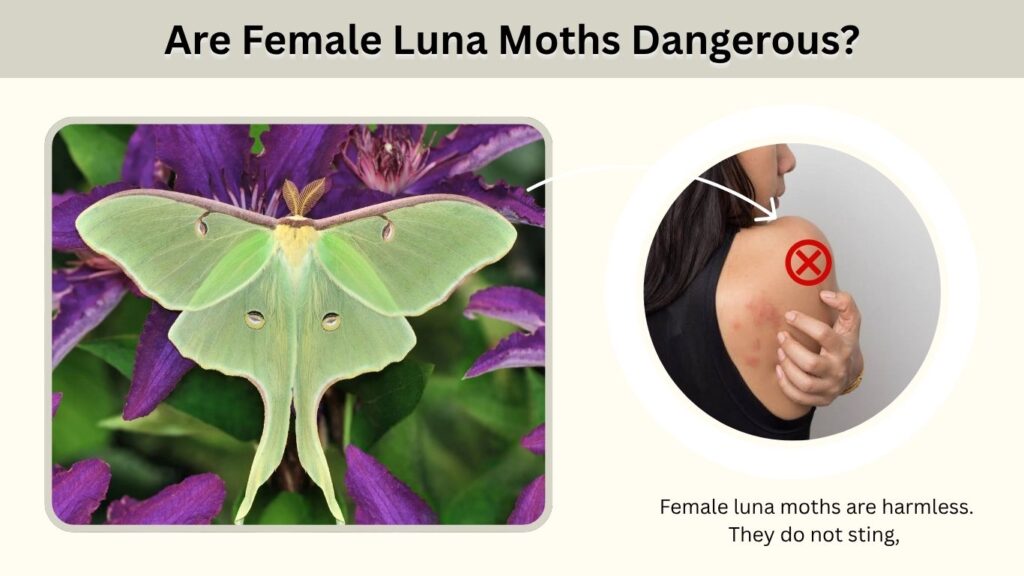 Are Female Luna Moths Dangerous?