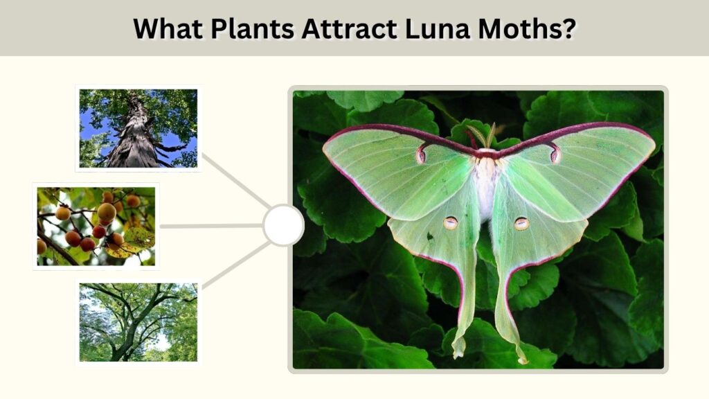 What Plants Attract Luna Moths?