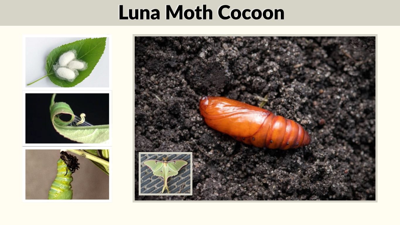 Luna Moth Cocoon: Appearance, Stages, Care & Hatching Time