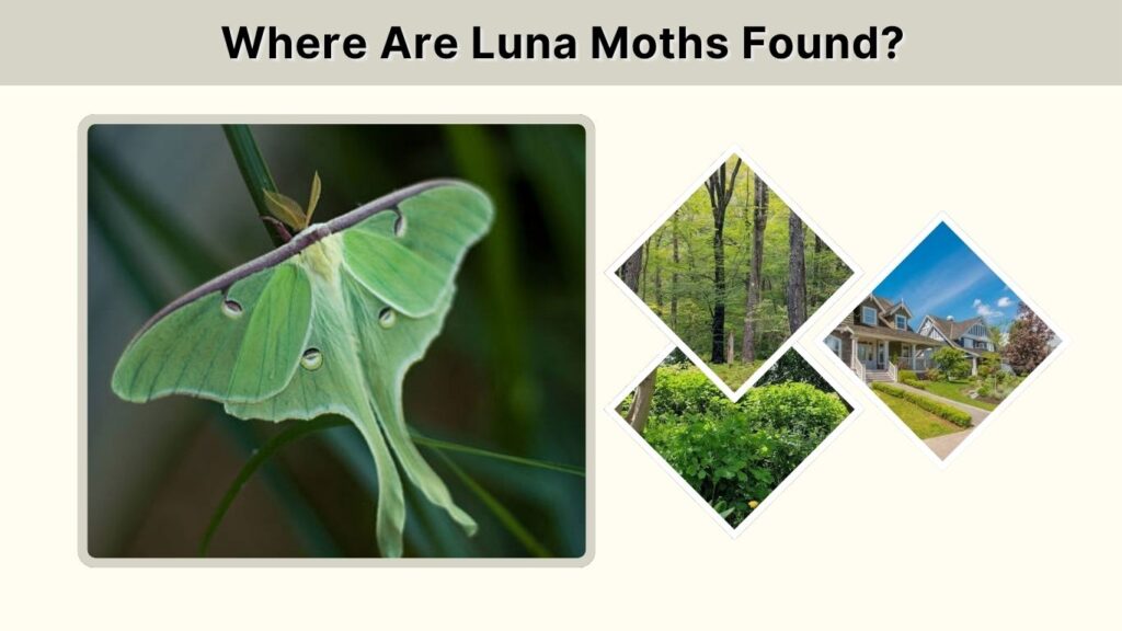 Where Are Luna Moths Found?