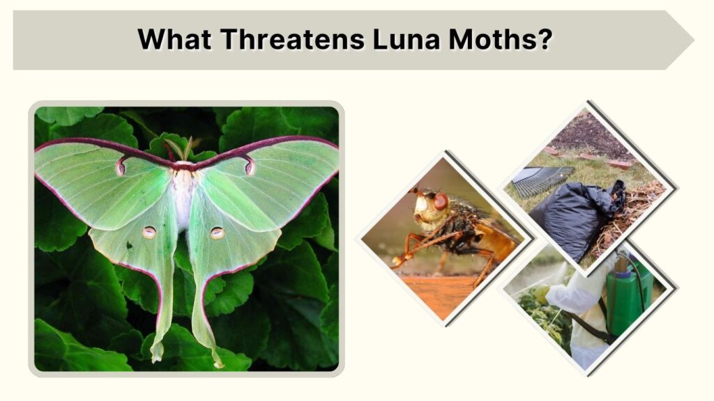 What Threatens Luna Moths?