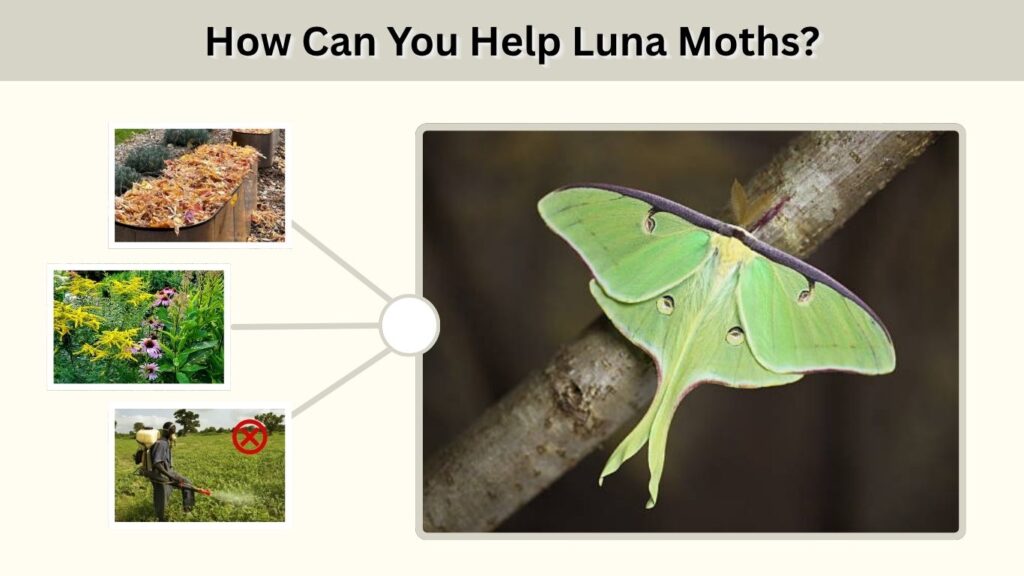 How Can You Help Luna Moths?