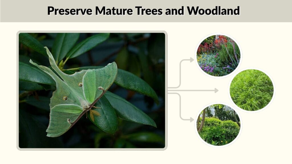 3. Preserve Mature Trees and Woodland