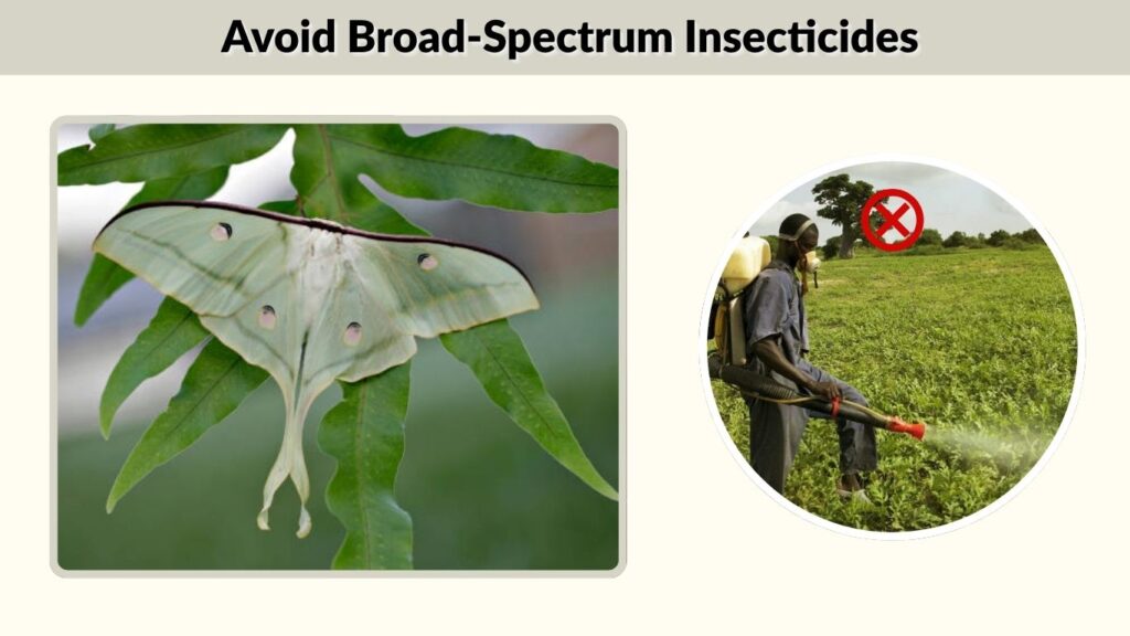  Avoid Broad-Spectrum Insecticides