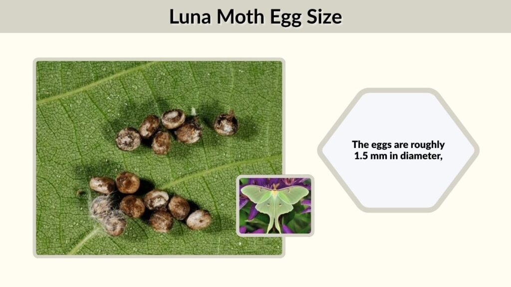 Luna Moth Egg Size