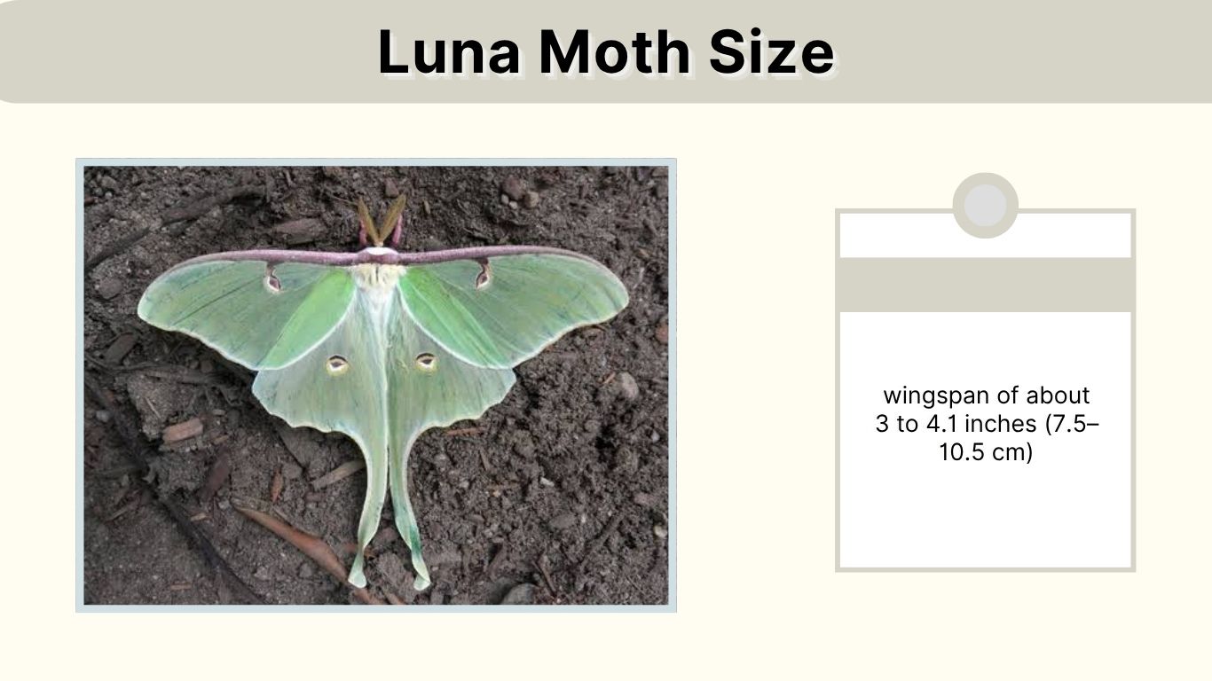 Luna Moth Size: How Big Do Luna Moths Get?