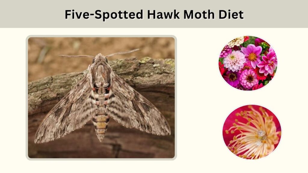 Five-Spotted Hawk Moth Diet